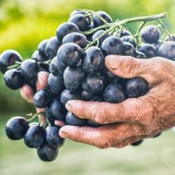 resveratrol, polyphenols, and other natural compounds that offer anti-aging, anti-inflammatory, heart-healthy, and cancer-fighting benefits.