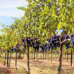 Napa Hills Non-alcoholic drinks Alcohol substitute Alcohol-free beverages Alcohol-free wine Low alcohol alternatives Healthier drinking options Low alcohol alternatives Alcohol-free cocktails Teetotal lifestyle Alternatives to alcohol Dry January
